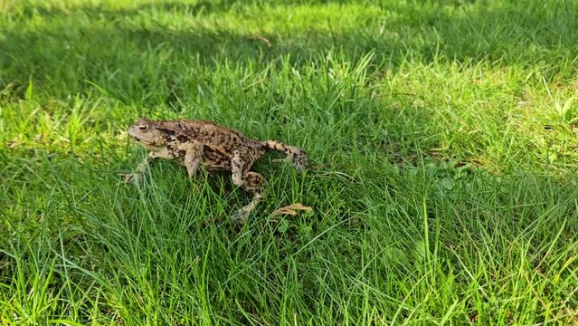 Common toad (Bufo bufo) walking on the green grass in the park on a sunny day with blur background