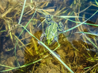 Close-up of a green river frog in a small pond.