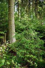 Fototapeta premium Lush summer forest in Southern Germany.