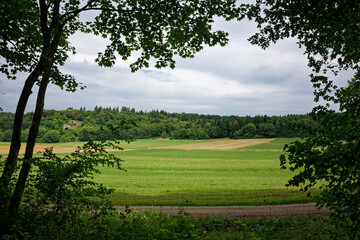 Lush summer forest in Southern Germany.