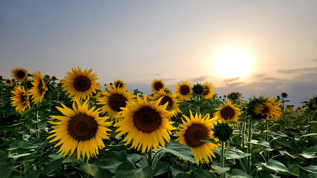 Sunflower field during sunset tme