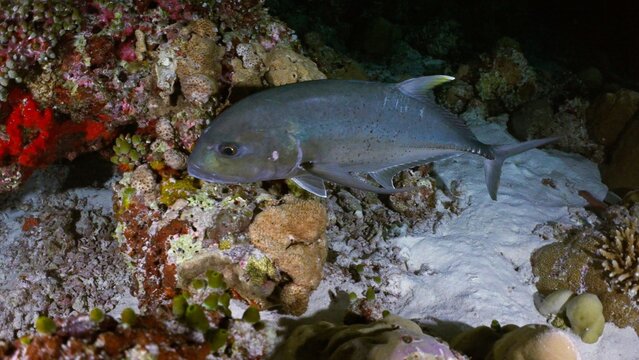 Jackfish in the Night in the Maldives