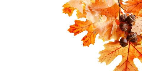 autumn leaves isolated on white