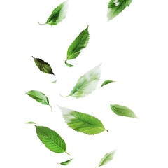green leaves isolated on white