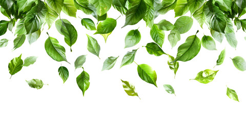 green leaves isolated on white