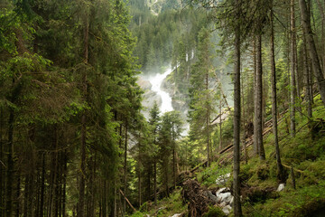 morning in the forest