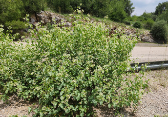 Cionura erecta is only one species of this genus, perennial plants found through the Mediterranean...