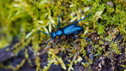 Close up macro of a blister or oil beetle on some moss in the forest in Ontario, Canada