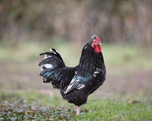 Black rooster free range on farm