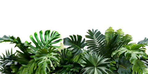fern leaves