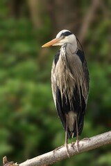 Grey Heron perched on a branch with trees in the background.