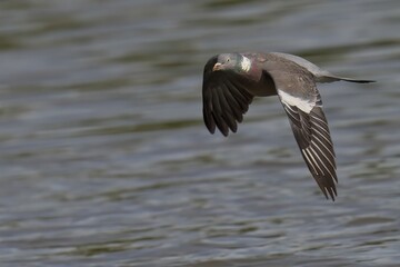 Wood Pigeon flying over the sea shore.