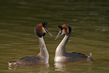 Pair of Great Crested Grebes swimming in a lake.