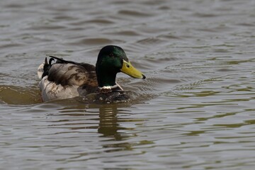Peaceful mallard duck gliding on a calm pond.
