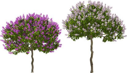 round-leaved lilac hq arch viz plant tree bush
