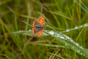 Small Copper Gossamer-winged butterfly on the stem of hay grass