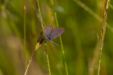 Short-tailed Blue Gossamer-winged Butterfly on the stem of hay grass