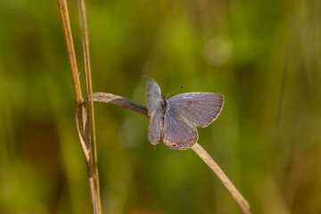 Short-tailed Blue Gossamer-winged Butterfly on the stem of hay grass