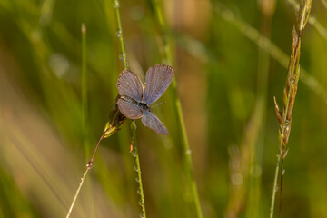 Short-tailed Blue Gossamer-winged Butterfly on the stem of hay grass