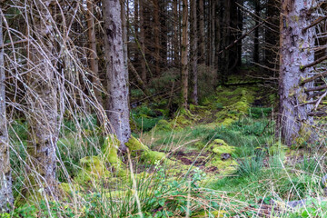 The forest at Letterilly by Glenties, County Donegal, Ireland