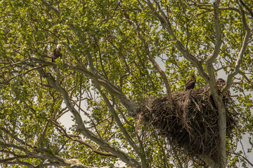 Bald Eaglet flexes its wings under the watchful eye of an adult