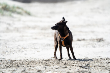 dog on the beach having fun