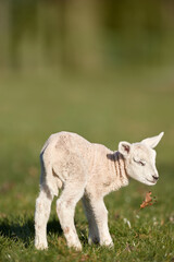 Obraz premium Little very cute white lamb on meadow