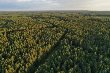 Forest view from above