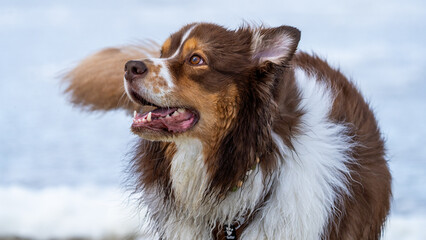 Border collie dog running in the water and enjoying the sun at the sand beach. Dog having fun at sea in summer.        
