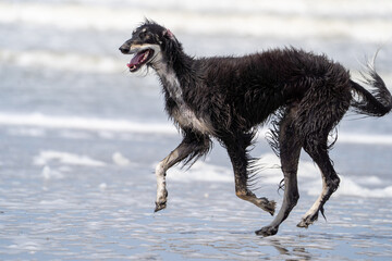 The English Greyhound, or simply the Greyhound dog,  at the beach enjoying the sun, playing in the...