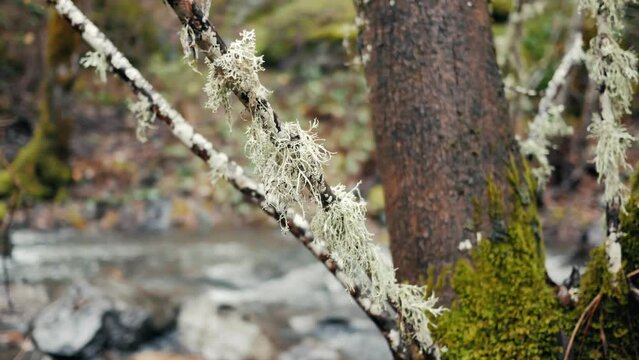 Closeup shot of beard lichens (Usnea filipendula) growing on bare tree branches in the woods