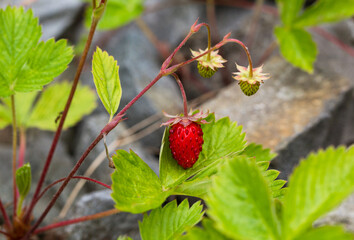 Owoce poziomki na zielonych liściach 