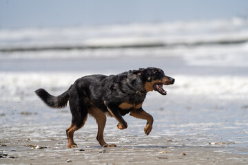 black dog on the beach having fun