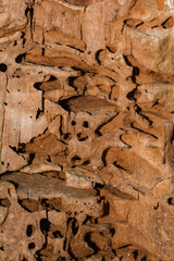 Carpenter Ant Galleries