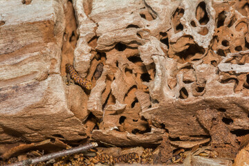 Carpenter Ant Galleries