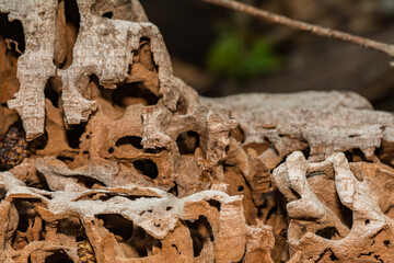 Carpenter Ant Galleries