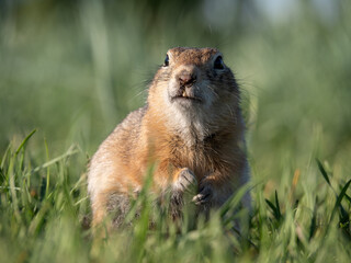 Prairie dog on a grass field looking at the camera.