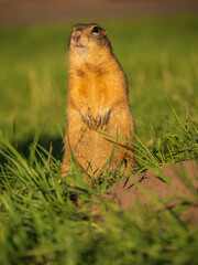Prairie dog on a grass field looking at the camera.