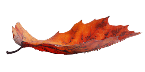 red maple leaf, autumn maple leaf transparent background