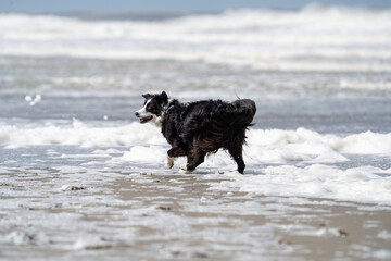 Border collie dog running in the water and enjoying the sun at the sand beach. Dog having fun at sea in summer.        
