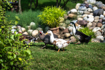 Ducks in a park in rural Punjab, India.
