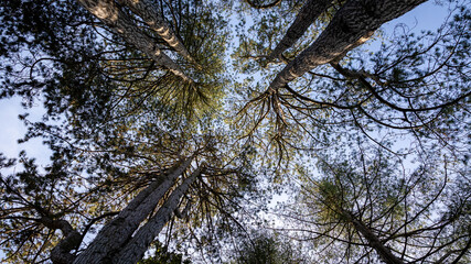 Low-angle shot of trees reaching toward the sky in a forest. Egypt