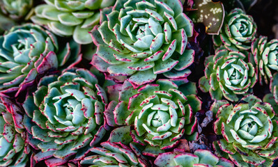 Closeup shot of pink and green succulent plants in a garden