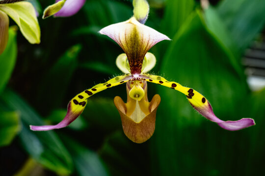 Closeup shot of a blooming exotic paphiopedilum lowii flowers