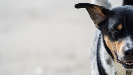 black dog on the beach having fun