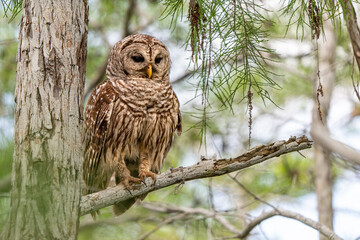Closeup of an owl perched on a tree branch in a forest