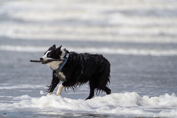 Border collie dog running in the water and enjoying the sun at the sand beach. Dog having fun at sea in summer.        
