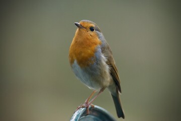 Closeup shot of European robin perched on metal edge