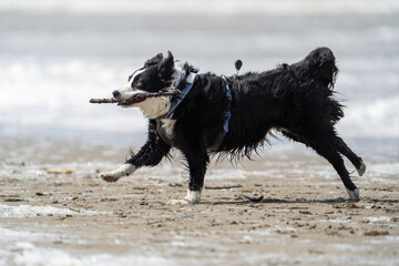 Border collie dog running in the water and enjoying the sun at the sand beach. Dog having fun at sea in summer.        
