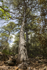 Tall pine tree growing in mountain forest, Troodos, Cyprus